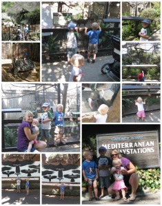 zootrip Collage
